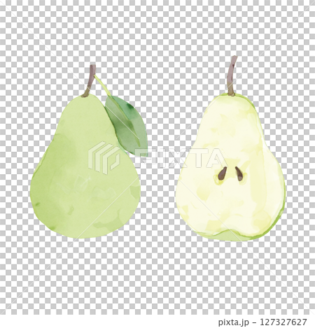 水彩で描いた洋梨のイラスト  127327627