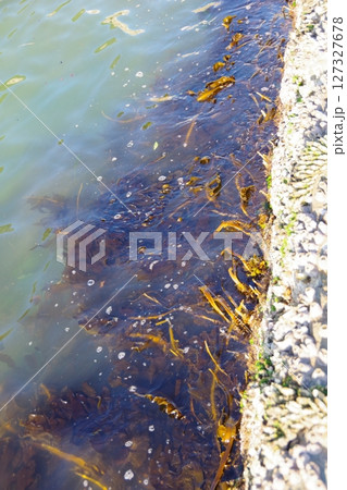 わかめ　ワカメ 127327678