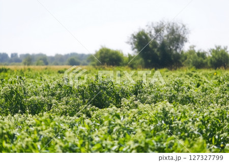 Field with flowers and floating pollen closeup Field with flowers and floating pollen closeup 127327799