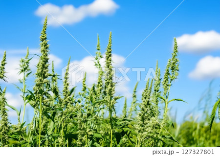 Field with flowers and floating pollen closeup Field with flowers and floating pollen closeup 127327801