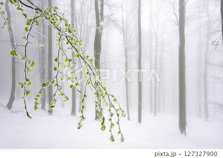 Spring Awakening in the Snow Spring Awakening in the Snow 127327900
