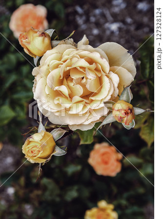 Delightful Rosa Flowers 'Happy Birthday' on natural background. 127328124