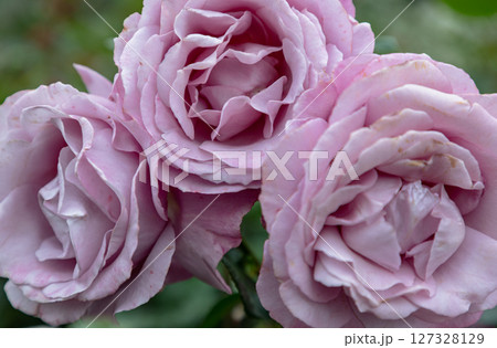 Delightful Rose Flowers 'Silver Shadow' on green leaves background. Delightful Rose Flowers 'Silver Shadow' on green leaves background. 127328129