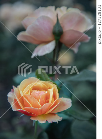 Pretty Orange Rose Flowers 'Pride of Cheshire' or 'About Face' (WEKosupalz) on nature background. 127328131