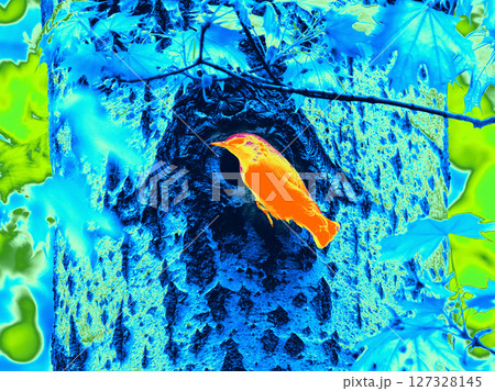 Infrared Thermal Image of small bird near hollow in tree. Thermal Image of Eurasian nuthatch or wood nuthatch (Sitta europaea) on tree trunk in Infrared colors 127328145