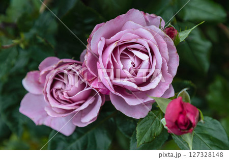 Pretty Rose Flowers 'Silver Shadow' on green leaves background. Pretty Rose Flowers 'Silver Shadow' on green leaves background. 127328148