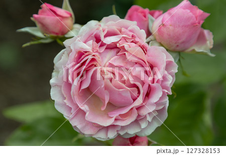 Delightful Rose Flowers 'Westminster Pink' a large-flowered hybrid tea rose. 127328153