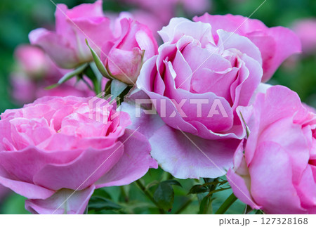 Beauty Pink Rose Flowers 'Saffie-Rose' a special rose. Beauty Pink Rose Flowers 'Saffie-Rose' a special rose. 127328168