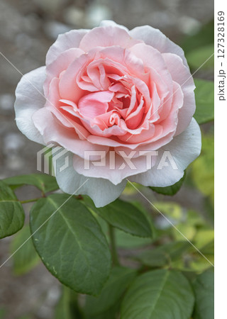 Pretty Pink flowers 'Donatella' on Green leaves background. 127328169