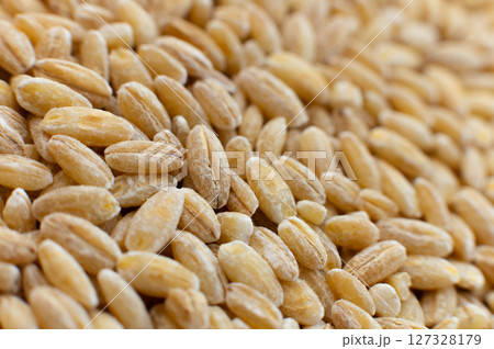 Close-up macro shot of spelt grains in soft focus. Raw healthy grains. Side view 127328179