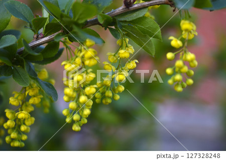 Yellow barberry flowers on a green bush. Yellow barberry flowers on a green bush. 127328248