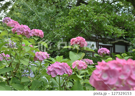 智積院金堂裏　ピンクのあじさい(京都市東山区) 127329153