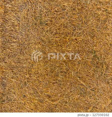 straw on the ground - seamless texture and background straw on the ground - seamless texture and background 127330102