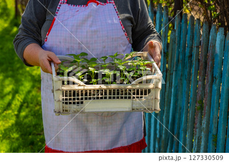 Older woman holding seedlings in garden during daytime 127330509
