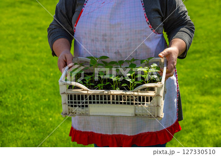 Light-skinned woman holding seedlings in sunny garden 127330510