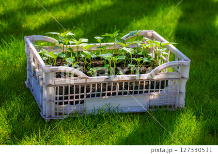 Numerous green seedlings growing in plastic crate outdoors Numerous green seedlings growing in plastic crate outdoors 127330511