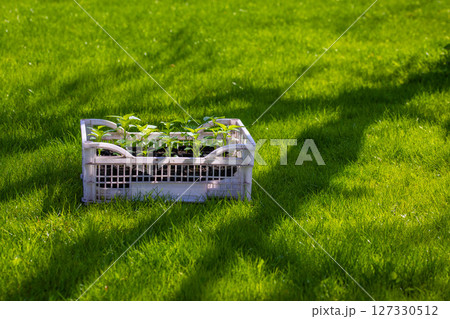 Multiple plants growing in plastic crate on garden lawn 127330512