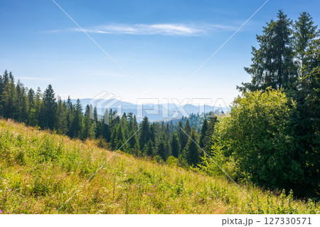 forest on the grassy meadow in mountains. beautiful sunny landscape with spruce trees on the hillside. wonderful scenery of carpathian mountains in summer forenoon. evergreen woodland 127330571