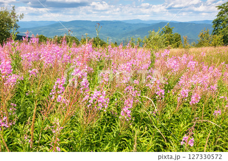 mountain landscape with fireweed flower. purple plant. outdoor nature in summer. forest in the background behind field of grass. green travel scenery with meadow and scenic view 127330572