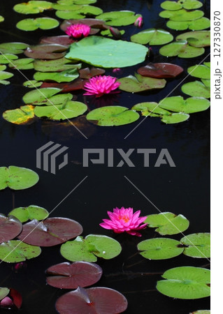 池の水面に咲くピンクの睡蓮 127330870