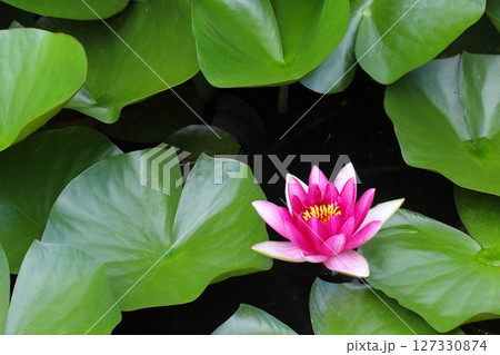 一輪のピンクの睡蓮 127330874