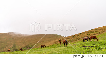 Herd of horses grazing in a mountain meadow. Herd of horses grazing in a mountain meadow. 127331151