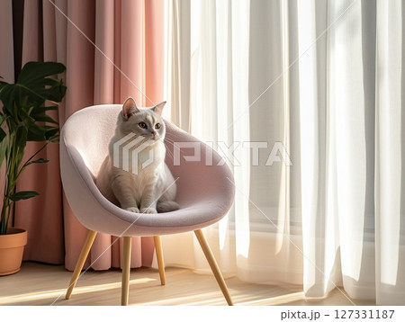 White cat sits gracefully on a pink chair in a cozy, stylish room with soft natural light. White cat sits gracefully on a pink chair in a cozy, stylish room with soft natural light. 127331187