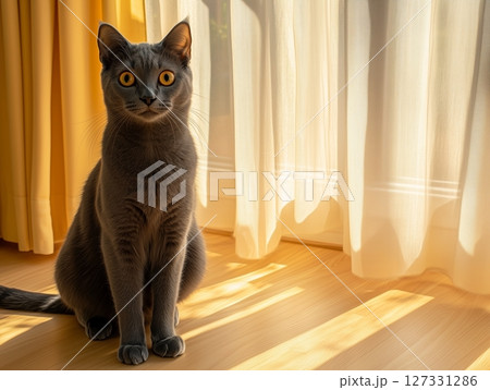Russian Blue cat sits peacefully in warm sunlight, highlighting its sleek blue-gray fur. 127331286