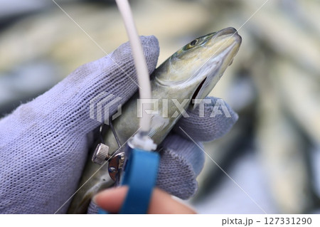 ワクチン打ち 127331290