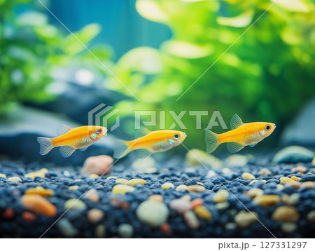 Bright tropical aquarium fish swimming among rocks and plants in a vibrant underwater scene. 127331297