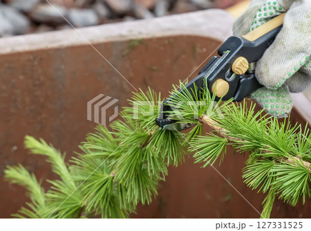 Human hands in gloves shredding pruned branches of European larch with pruning shears for disposal in a container. 127331525