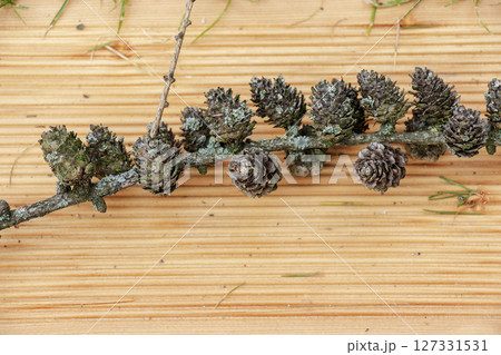 Old cut branch of European larch with lichen on wooden background. 127331531