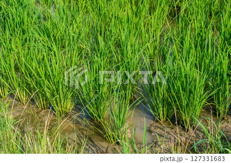《稲作風景》田植えが終わった水田 127331683