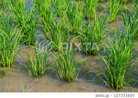 《稲作風景》田植えが終わった水田 127331685