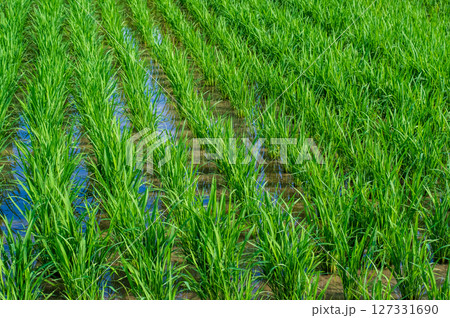《稲作風景》田植えが終わった水田 127331690