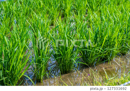 《稲作風景》田植えが終わった水田 127331692