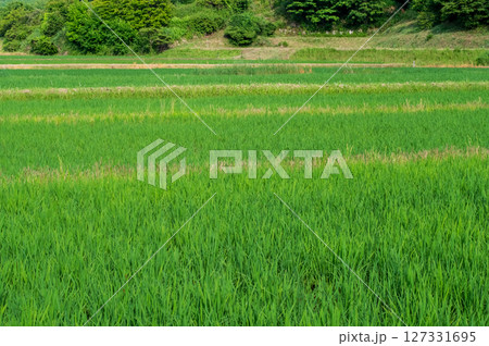 《稲作風景》田植えが終わった水田 127331695