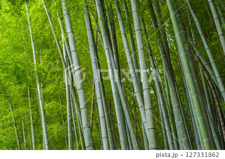 竹林《和風イメージ》 127331862