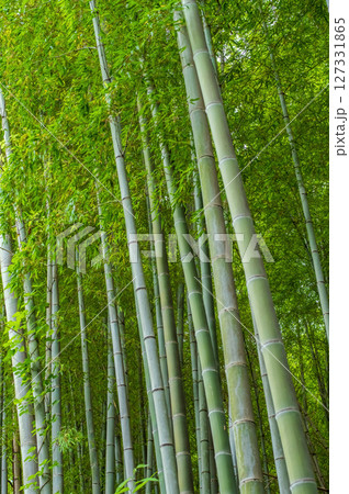 竹林《和風イメージ》 127331865