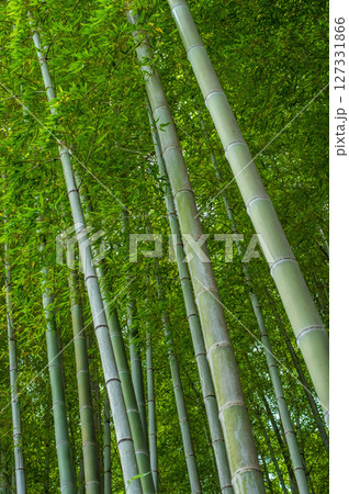 竹林《和風イメージ》 竹林《和風イメージ》 127331866