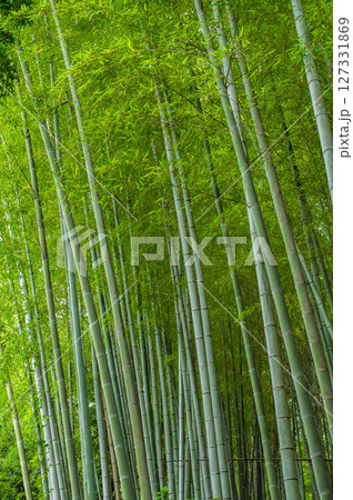 竹林《和風イメージ》 竹林《和風イメージ》 127331869