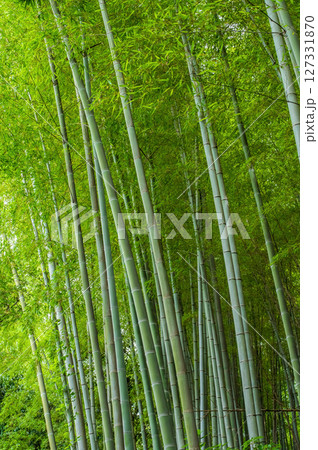 竹林《和風イメージ》 127331870