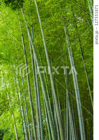 竹林《和風イメージ》 竹林《和風イメージ》 127331871