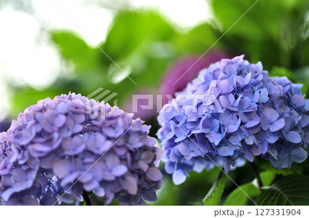 近所のあじさい 127331904