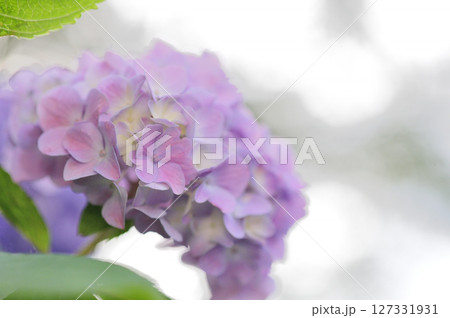 近所のあじさい 127331931