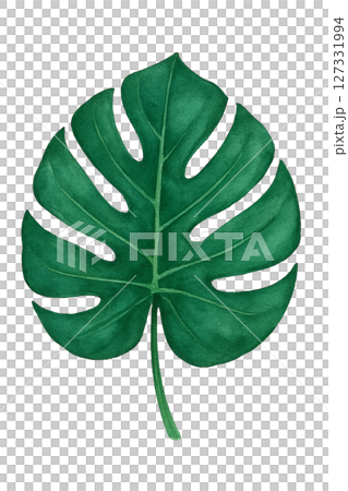 南国風の大きな葉の水彩イラスト・トロピカルな装飾素材（切り抜きPNG） 127331994