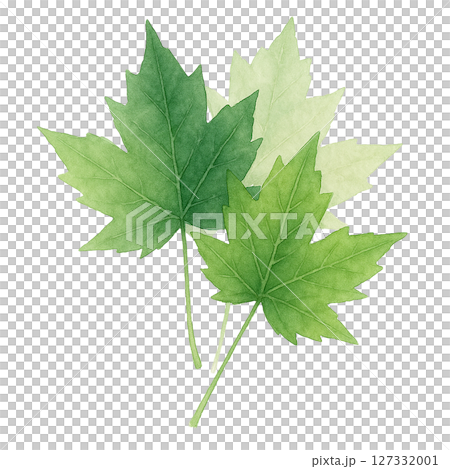 Set of 3 maple green leaves - watercolor early summer illustrations (cutout PNG) 127332001