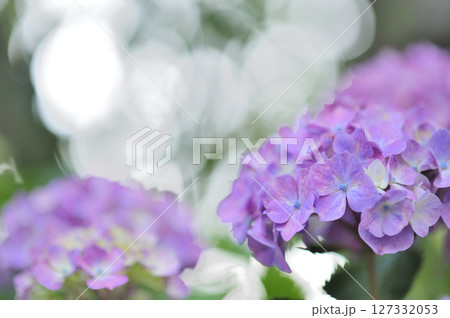 近所のあじさい 127332053