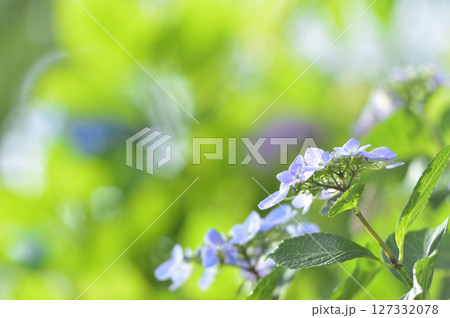 梅雨時期の花 紫陽花 梅雨時期の花 紫陽花 127332078