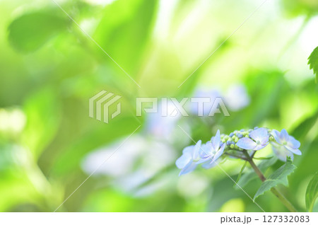 梅雨時期の花　紫陽花 127332083